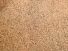 Neomolgus littoralis