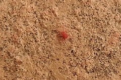 Neomolgus littoralis