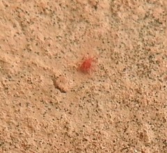 Neomolgus littoralis