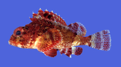 Smoothcheek Scorpionfish photo 1