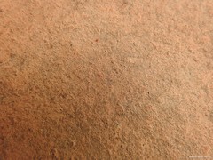 Neomolgus littoralis