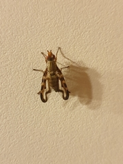 Otites lamed