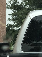 Paracyrtophyllus robustus