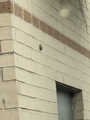 Paracyrtophyllus robustus