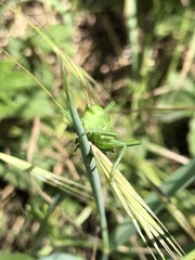 Tettigonia viridissima