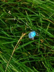 Hoplia coerulea