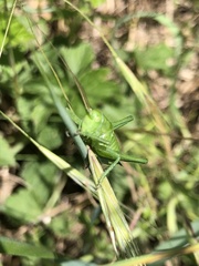 Tettigonia viridissima