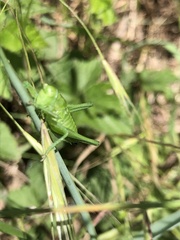 Tettigonia viridissima