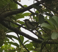 Parus minor commixtus