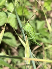 Tettigonia viridissima