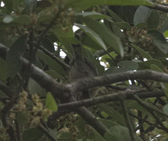 Parus minor commixtus