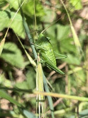 Tettigonia viridissima