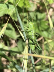Tettigonia viridissima