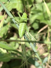 Tettigonia viridissima