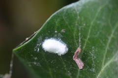 Lichtensia viburni