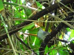Psilorhamphus guttatus