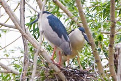Nycticorax nycticorax
