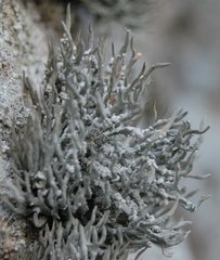 Roccella phycopsis