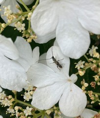 Molorchus bimaculatus