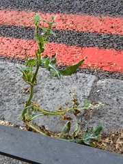 Sonchus