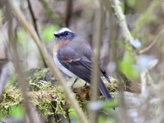 Ochthoeca rufipectoralis