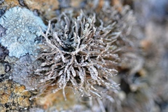 Roccella phycopsis
