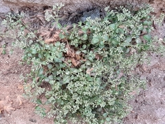 Polycarpon tetraphyllum