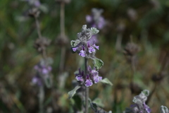 Marrubium supinum