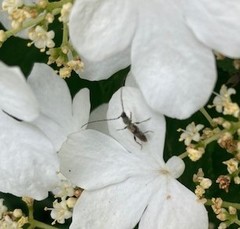 Molorchus bimaculatus