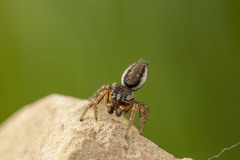 Pelegrina flavipes