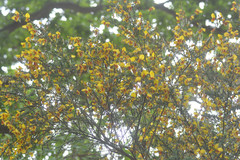 Cytisus scoparius andreanus