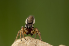 Pelegrina flavipes