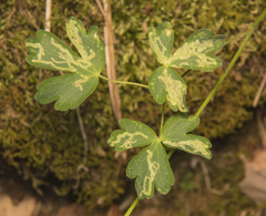 Phytomyza aquilegivora