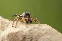 Pelegrina flavipes