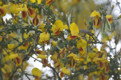 Cytisus scoparius andreanus