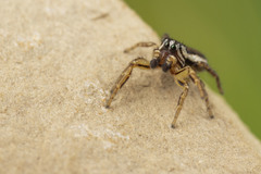Pelegrina flavipes