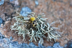 Roccella phycopsis