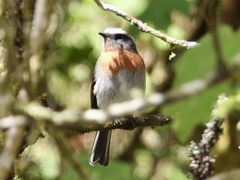 Ochthoeca rufipectoralis