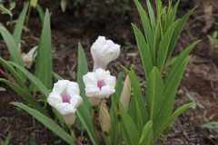 Ipomoea longifolia