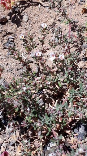 Frankenia ericifolia (Frankenia ericifolia)