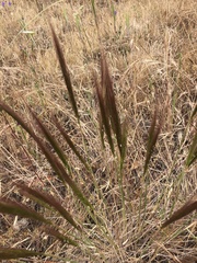 Elymus multisetus