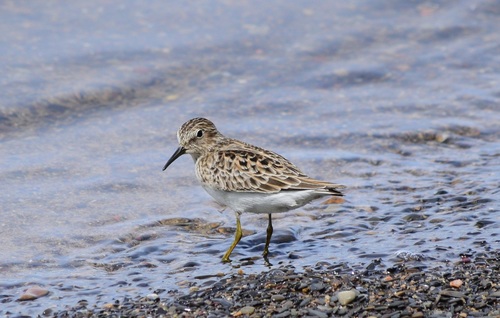 Least Sandpiper (Calidris minutilla)