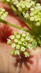 Crithmum maritimum image