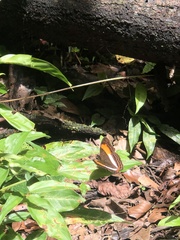 Adelpha cocala lorzae