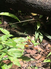 Adelpha cocala lorzae