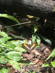 Adelpha cocala lorzae