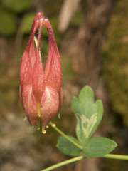 Phytomyza aquilegivora