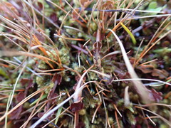 Anisotome aromatica