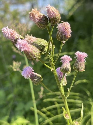 Saussurea lyrata, photograph 2