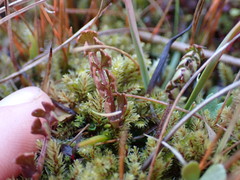 Anisotome aromatica